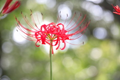 森の彼岸花 - ③