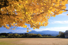 霧島春夏秋冬 (銀杏の頃) - ②