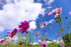 秋桜 (国道220号線)  - ①