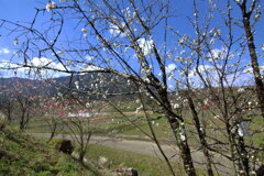 花桃咲く山里- ②