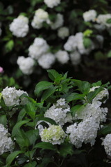 白の紫陽花 - ③