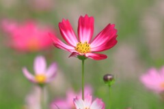 秋桜 - ①