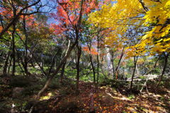 霧島春夏秋冬 (秋霧島) - ③
