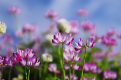 蓮華