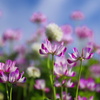 蓮華