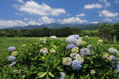 紫陽花 (旭村地区)
