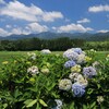 紫陽花 (旭村地区)