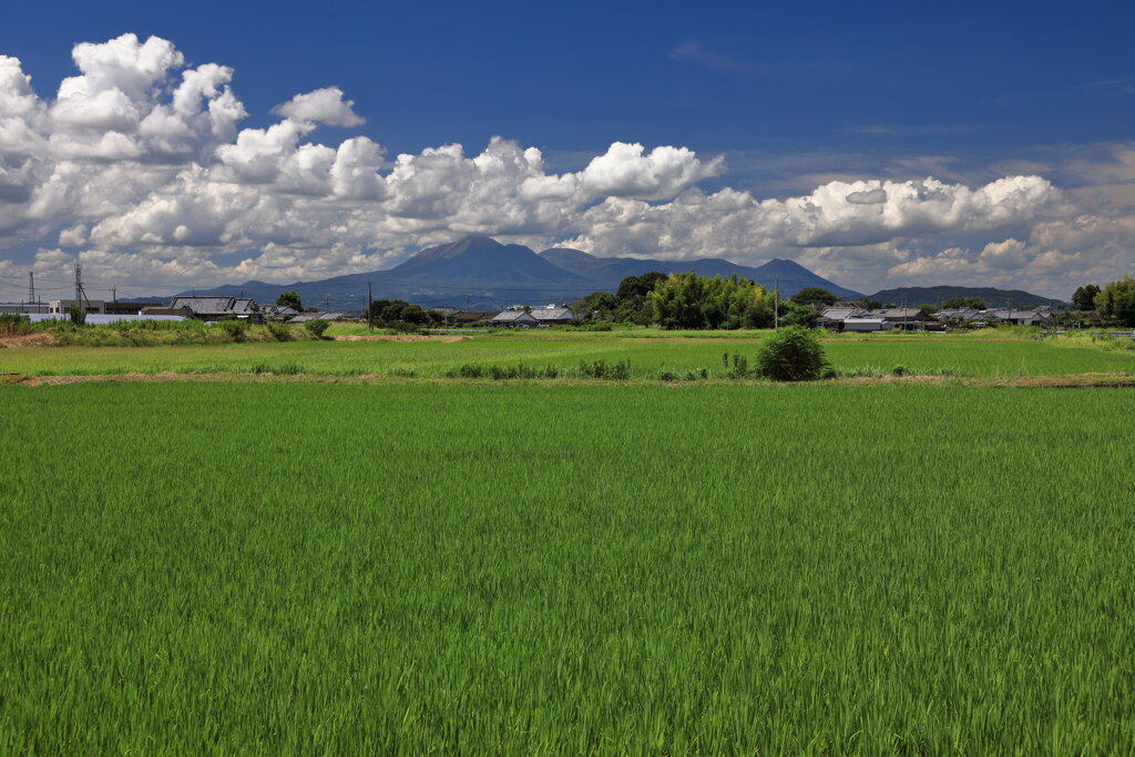 霧島春夏秋冬 (蓼池の水田)