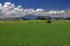 霧島春夏秋冬 (蓼池の水田)