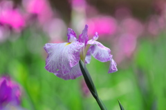 花菖蒲  - ①
