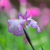 花菖蒲  - ①