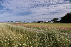 秋空 (紅白の花)