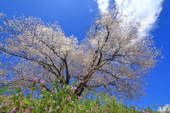 山里の一本桜 - ①
