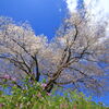 山里の一本桜 - ①