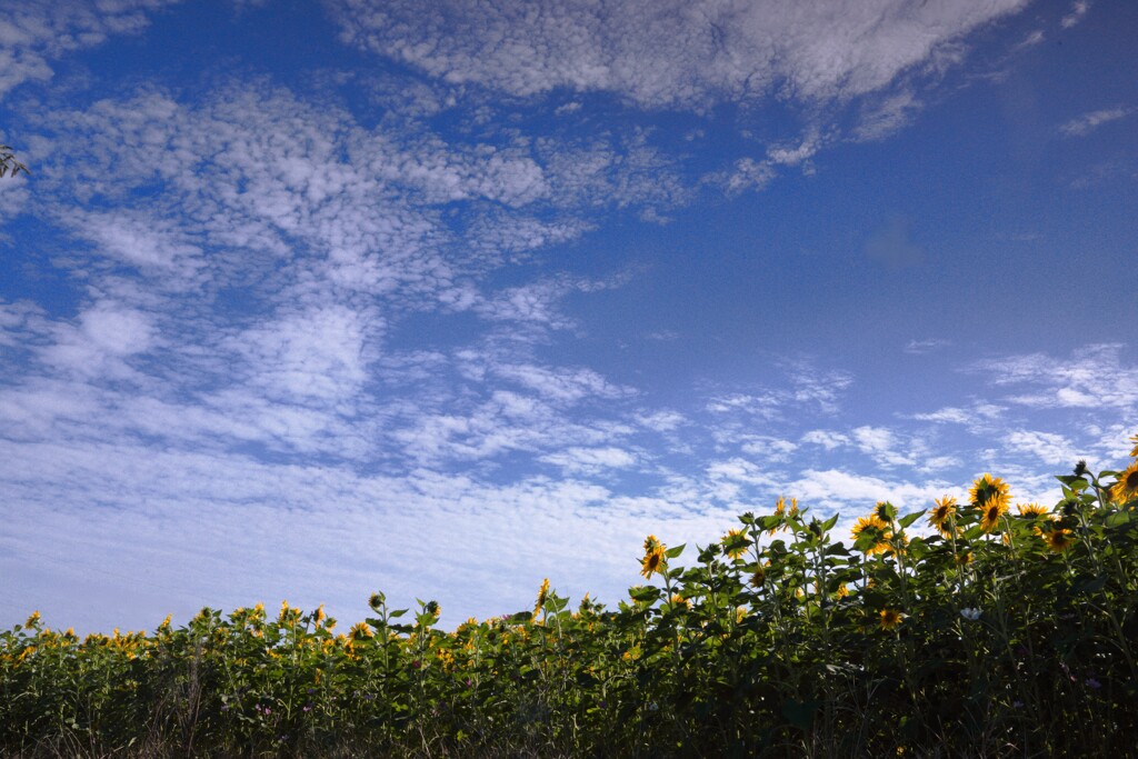 向日葵 (秋の雲)