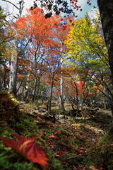 森の彩(霧島連山) - ③