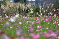 秋桜と薄 - ①