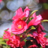 峠の花 - ④