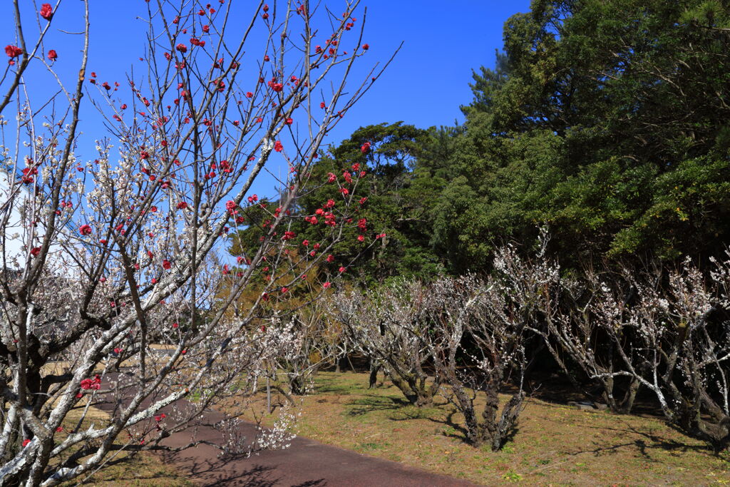 運動公園 (梅) - ③