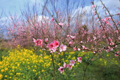 桃の花 - ③