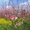 桃の花 - ③