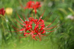彼岸花 ‐②