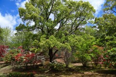 石楠花の森 (法華岳) - ⑥