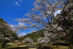 小川川の桜 - ②