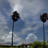 夏雲 (二つの季節)