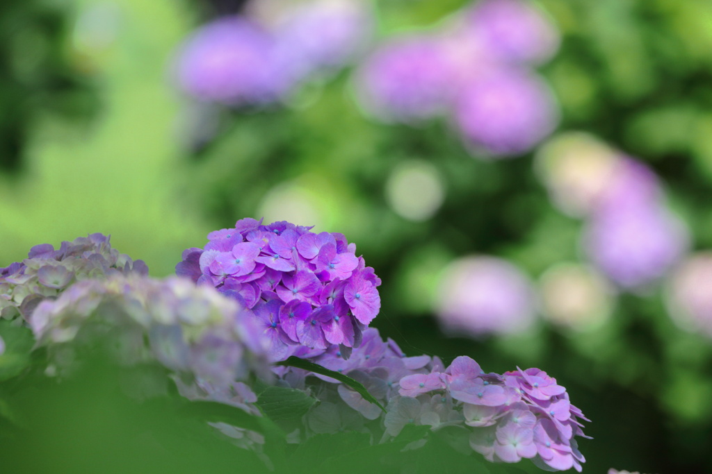 紫陽花 (里山ガーデン) - ②