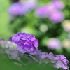 紫陽花 (里山ガーデン) - ②