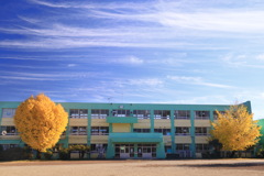 銀杏 (真幸小学校) - ①