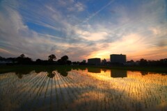 水田の夕昏 (終章)- ③