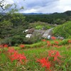 丘に咲く彼岸花 - ②