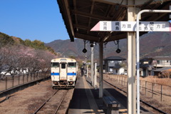 学校帰り(寒桜1号)