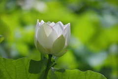 蓮の花 (湖水が池)