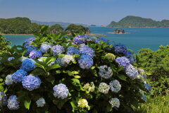 路傍の紫陽花 - ③