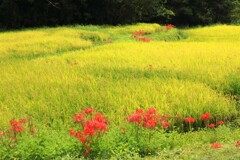 山間の水田