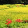 山間の水田