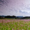 秋空 (農村の秋桜)