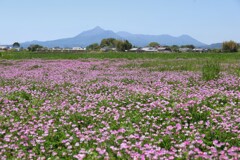 霧島春夏秋冬 (蓼池地区)