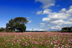 地蔵堂の秋桜 - ①