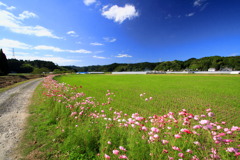 秋の農村 (路傍の秋桜)