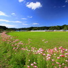 秋の農村 (路傍の秋桜)