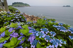 路傍の紫陽花 - ①