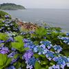 路傍の紫陽花 - ①