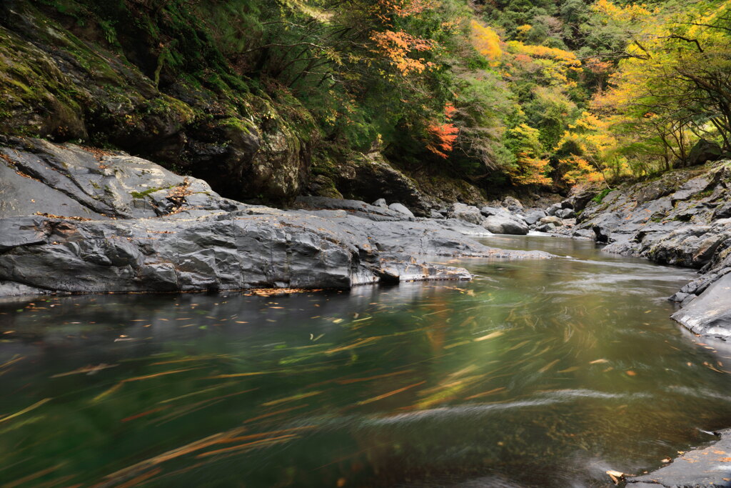 流れの中の葉
