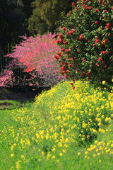 野原の花 - ②