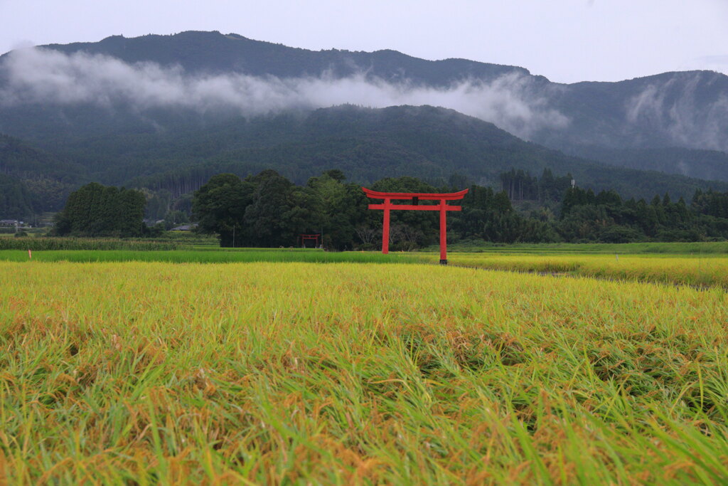 雨上がり (鳥居) - ②