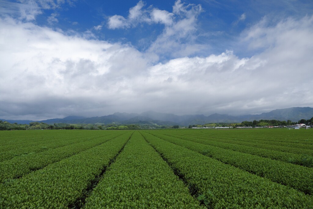 梅雨の晴れ間の農村 (茶畑)